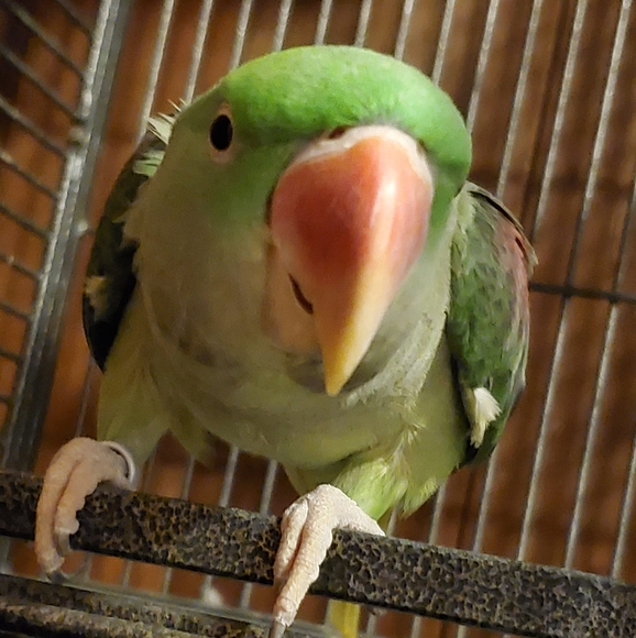 kolohebird